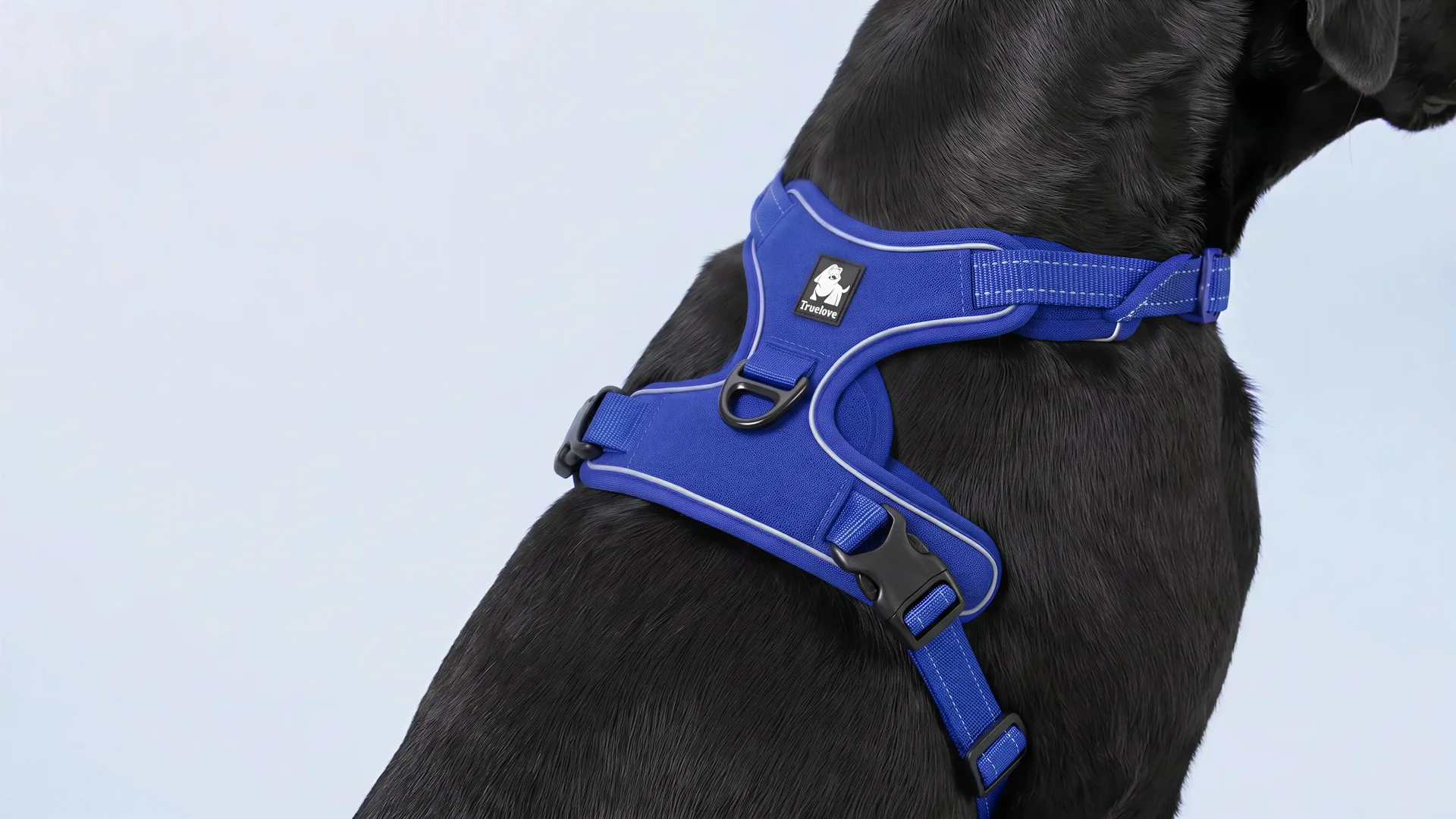 Close-up of a black Labrador wearing a royal blue Truelove harness with reflective trim and top handle