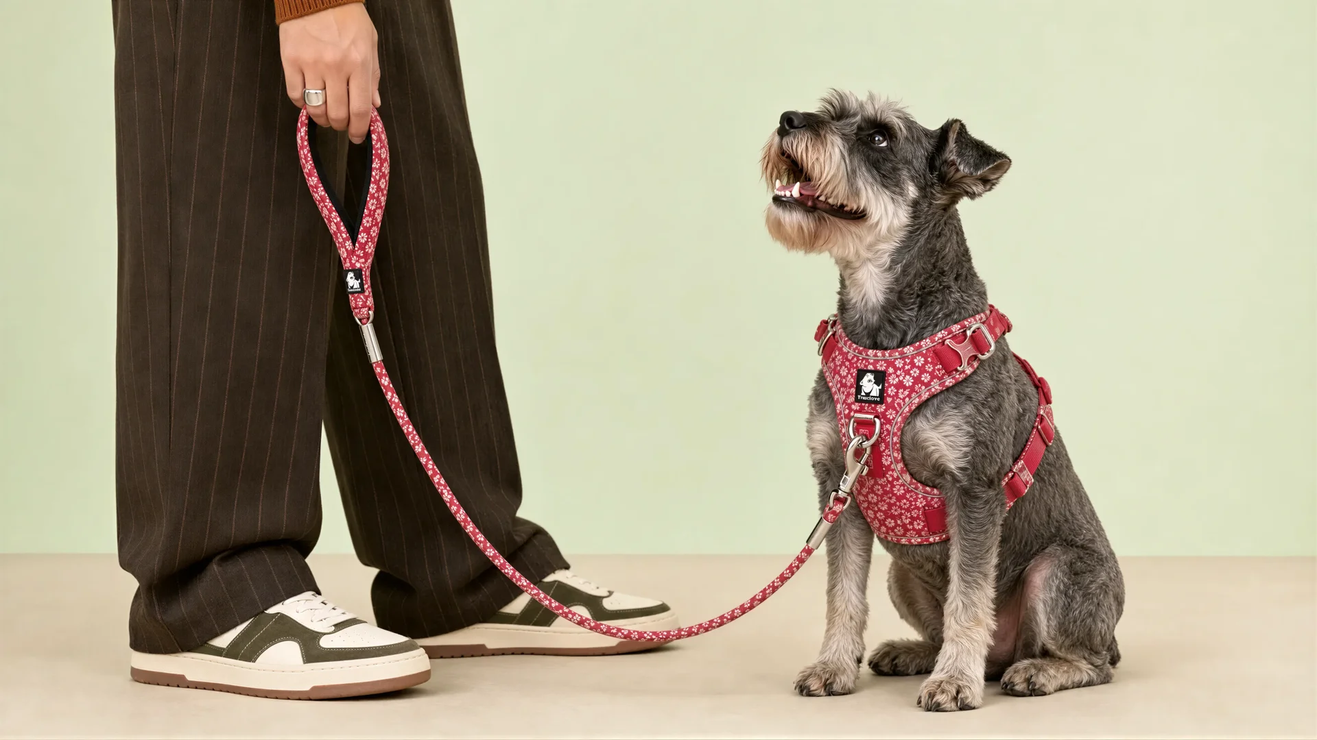Schnauzer wearing a red floral Truelove harness looking up at its owner holding the matching rope leash