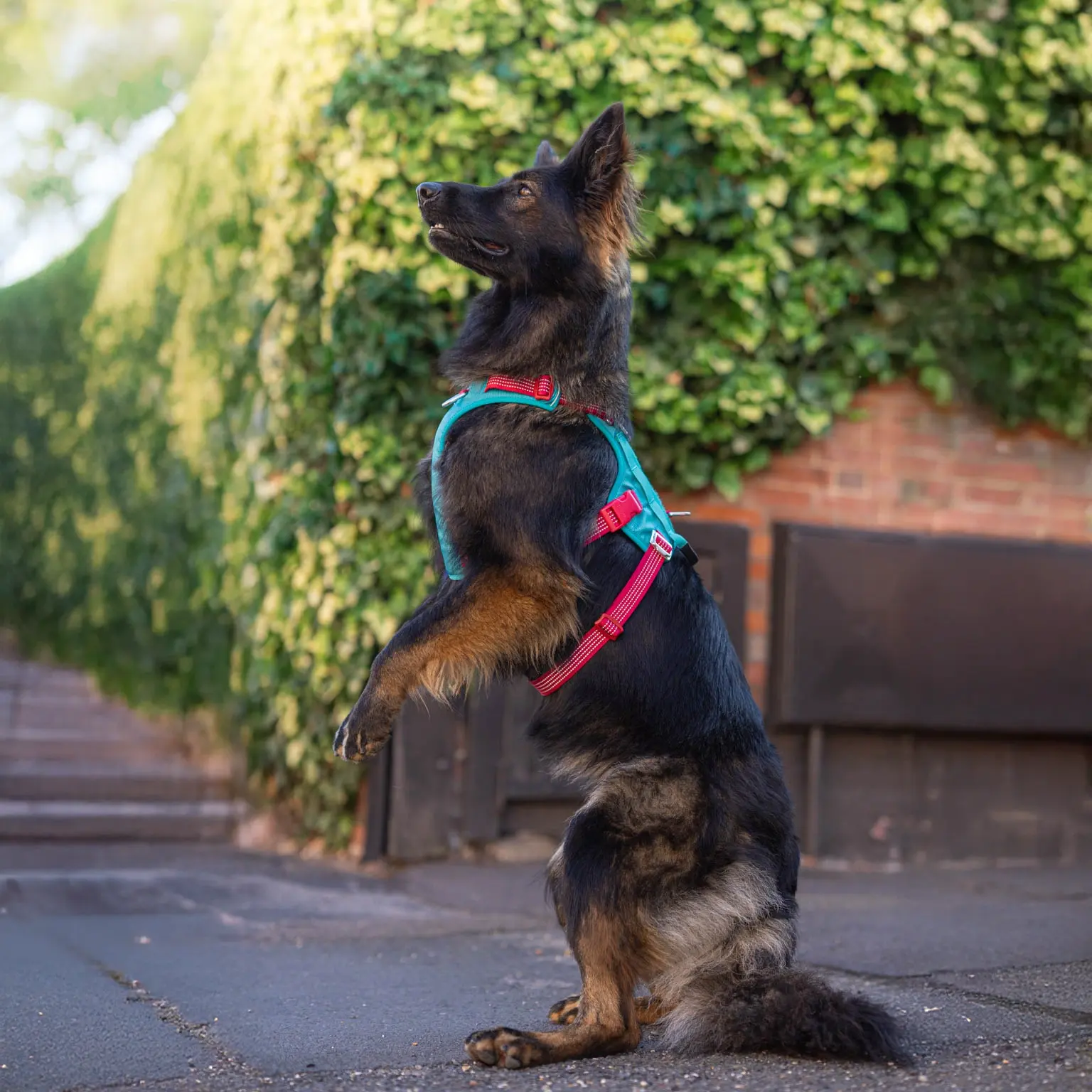 Loving the new harness!
