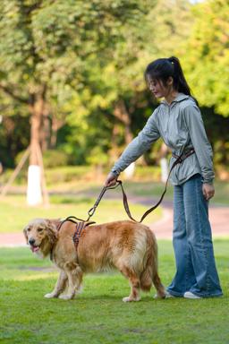 Adjustable Reflective Hands-Free Dog Lead