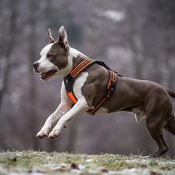 Sport Padded Reflective Dog Harness