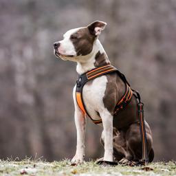 Sport Padded Reflective Dog Harness