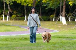 Adjustable Reflective Hands-Free Dog Lead
