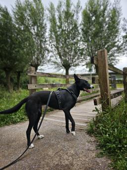 Sport Padded Reflective Dog Harness
