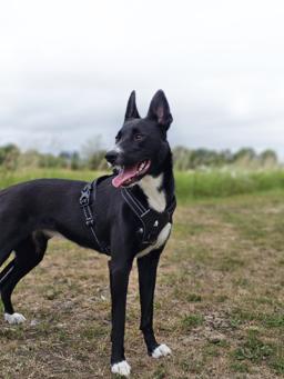 Sport Padded Reflective Dog Harness