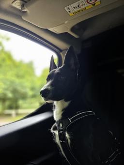 Sport Padded Reflective Dog Harness