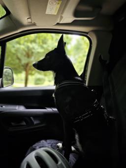 Sport Padded Reflective Dog Harness