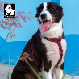 Neoprene Padded Adjustable Dog Harness