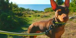 Reflective Mesh-Padded Dog Lead