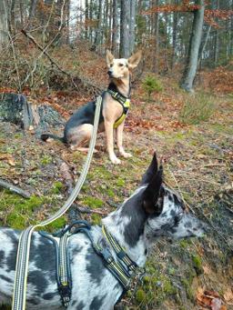 Reflective Mesh-Padded Dog Lead