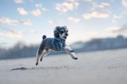 Easy Fit Quick-Release Dog Harness