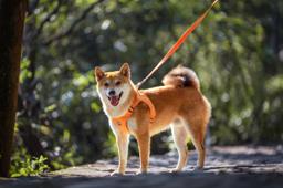 Lightweight Recycled-Material Dog Harness