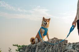 Lightweight Recycled-Material Dog Harness