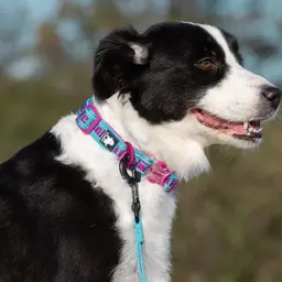 Reflective Neoprene Dog Collar with Embroidered Logo