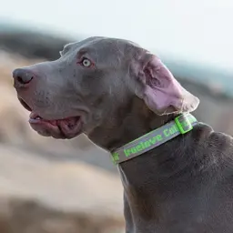 Reflective Neoprene Dog Collar with Embroidered Logo