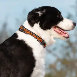 Reflective Nylon Pet Collar