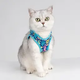 Summer Easy Fit Quick-Release Pet Harness with Dual D-Rings