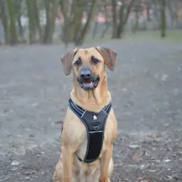 Sport Reflective Outdoor Pet Harness