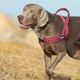 Neoprene Padded No Pull Pet Harness