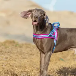 Neoprene Padded No Pull Pet Harness