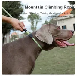 Training, Walk and Activities Pet Leash