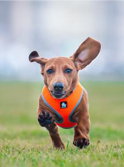 Breathable Mesh Dog Harness