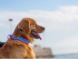 Neoprene-Padded Reflective Dog Collar