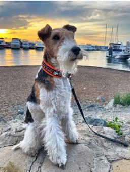 Neoprene-Padded Reflective Dog Collar