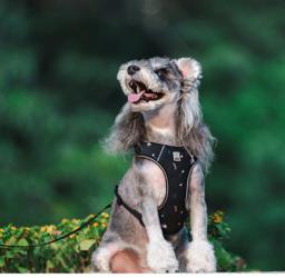 ComfortFlex Reflective Dog Harness
