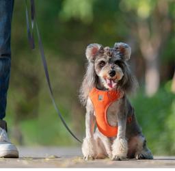 ComfortFlex Reflective Dog Harness