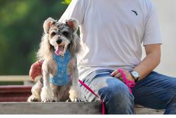 ComfortFlex Reflective Dog Harness
