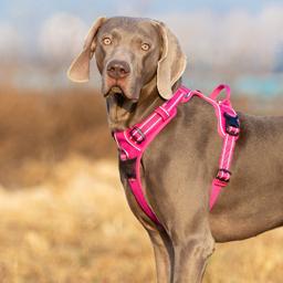 Easy-On Reflective Dog Harness with Dual Clips