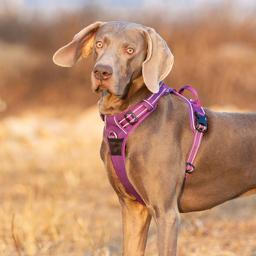 Easy-On Reflective Dog Harness with Dual Clips