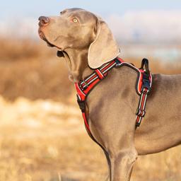 Easy-On Reflective Dog Harness with Dual Clips