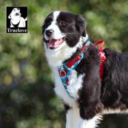 Reflective Air-Mesh Dog Harness with Opening Neck