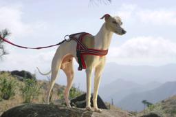 Soft Mesh Padded Reflective Dog Harness