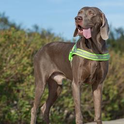 Neoprene Padded Reflective Dog Harness