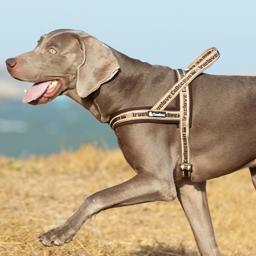 Neoprene Padded Reflective Dog Harness