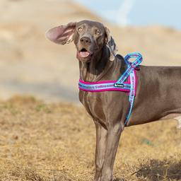 Neoprene Padded Reflective Dog Harness
