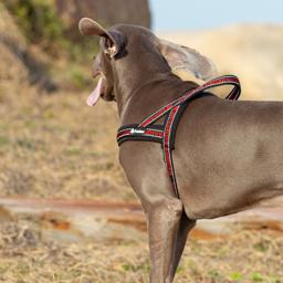 Neoprene Padded Reflective Dog Harness