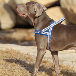 Neoprene Padded Reflective Dog Harness
