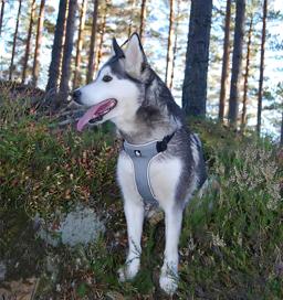 Padded Reflective Step-In Dog Harness
