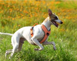 Reflective Dual-Clip Dog Harness with Handle