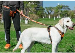 Adjustable Hands-Free Bungee Dog Lead