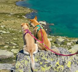 Nylon Double Dog Lead Coupler