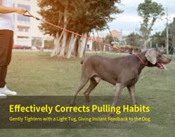 Rope Slip Lead for Dogs