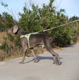 Reflective Dog Lead with Extra Grip Positions