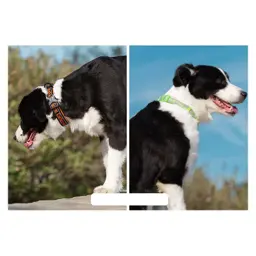 Reflective Neoprene Dog Collar with Embroidered Logo